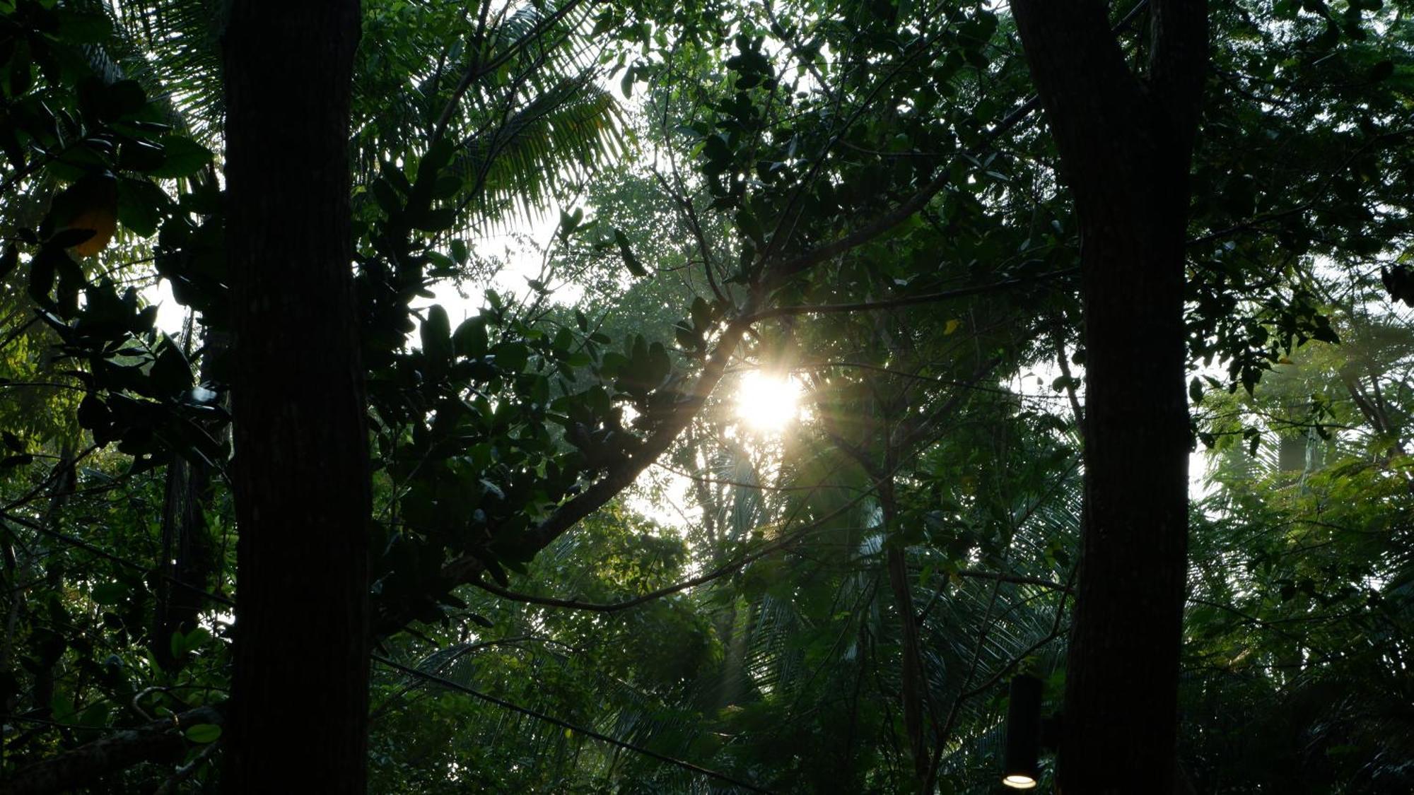 Hau Eco Lodges Citumang פנגנדאראן מראה חיצוני תמונה